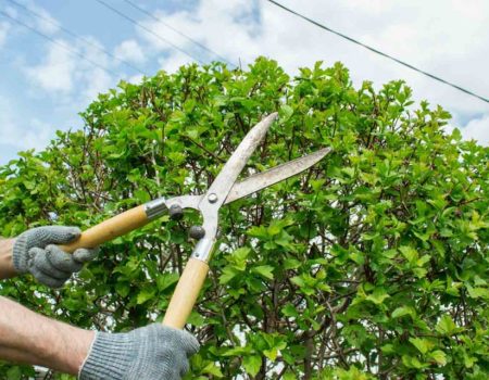 tree-trimming-ar-B-17-11-1024x640[1]